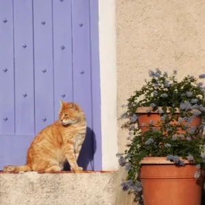 Chats