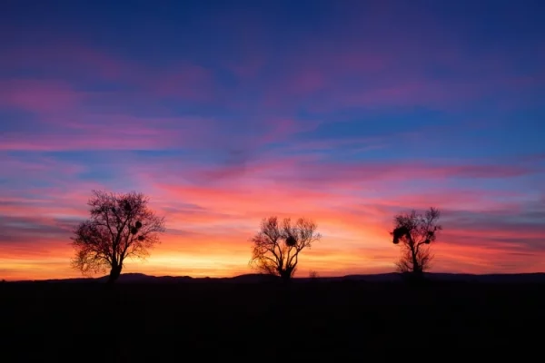 Trois Amandiers solitaires au crépuscule - Provence - Salvatore Alario - Apaloosa.fr - Crépuscule