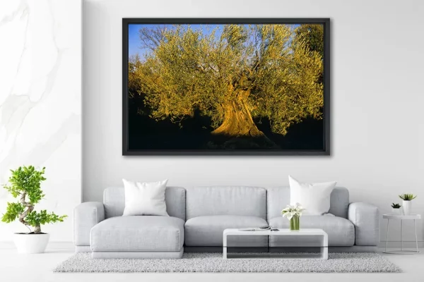 Olivier solitaire - 120 x 180 - in Situ - Provence - Salvatore Alario - Apaloosa.fr - Arbre
